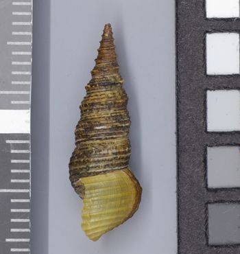 Media type: image;   Malacology 161785 Description: Image of dry shell, lateral view. Photographed for a researcher request.;  Aspect: LAT